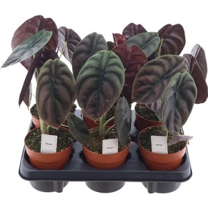 Alocasia Red Secret