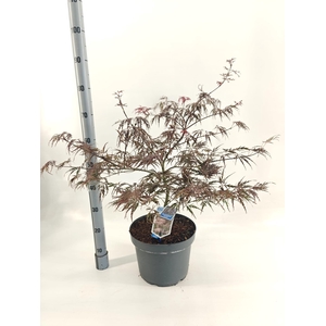 Acer pal. 'Garnet'
