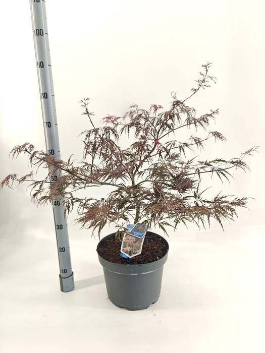 <h4>Acer pal. 'Garnet'</h4>