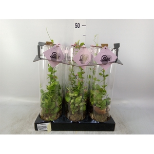 Arr.  Dischidia