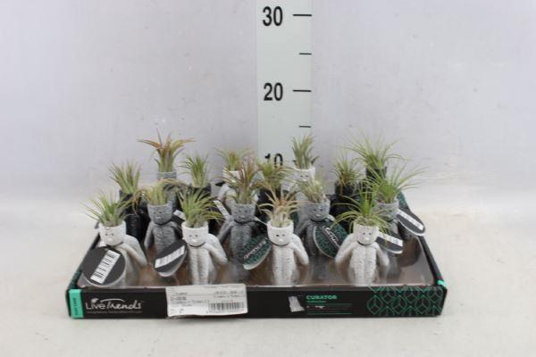 <h4>Arr. Kamerplant Groen L%</h4>