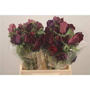 Anem Mistral Noir Super