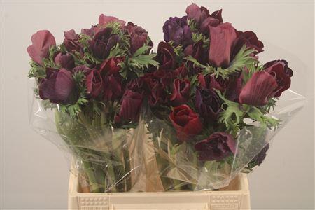 <h4>Anem Mistral Noir Super</h4>