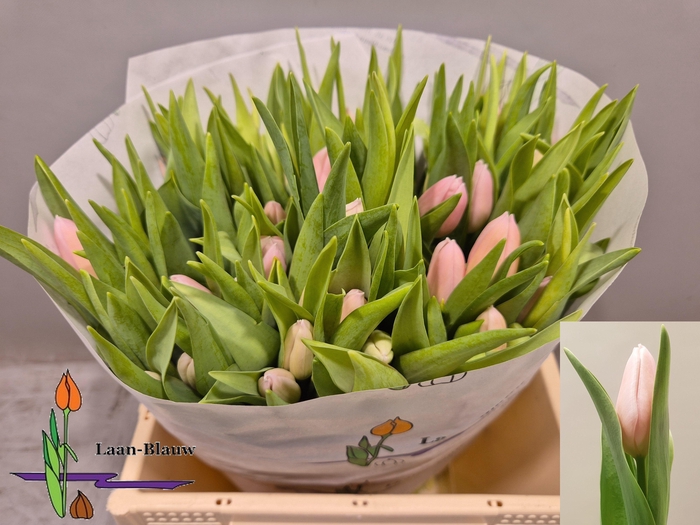 <h4>TU EN GABRIELLA</h4>