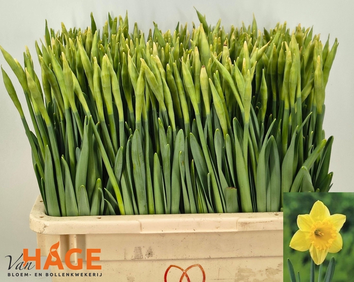 <h4>NARC G CARLTON</h4>