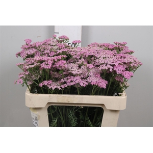 Achil M Lilac Beauty