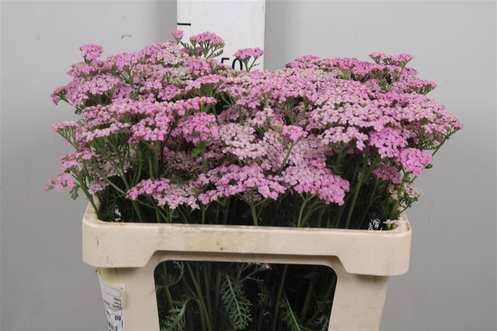 Achil M Lilac Beauty