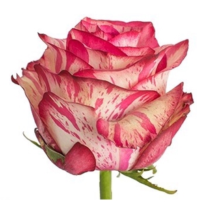 R Gr Magic Times Bicolor 40cm EC