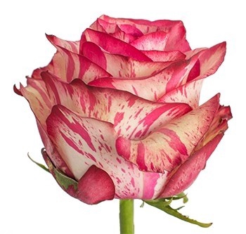 <h4>R Gr Magic Times Bicolor 60cm EC</h4>