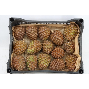 Pinea Groot X15 Crate