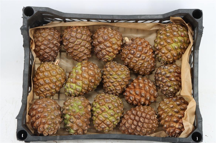 <h4>Pinea Groot X15 Crate</h4>