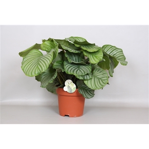 Calathea Orbifolia - Green4life