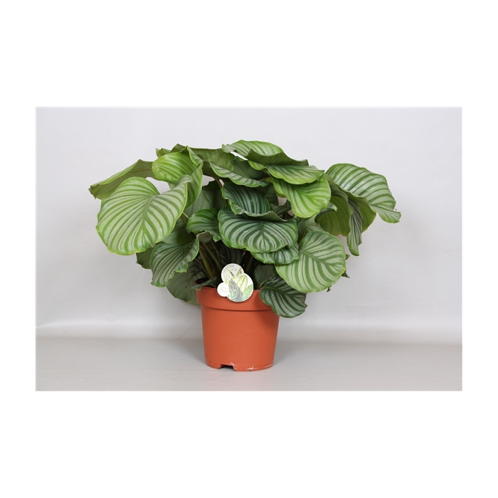 <h4>Calathea Orbifolia - Green4life</h4>