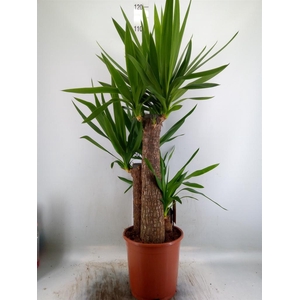 Yucca elephantipes   ...