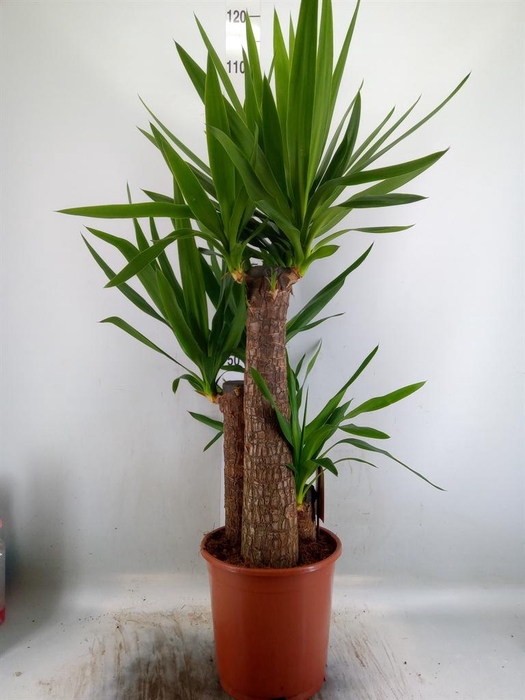 <h4>Yucca elephantipes   ...</h4>