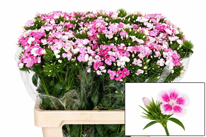 <h4>DI BARB AM ROSE</h4>