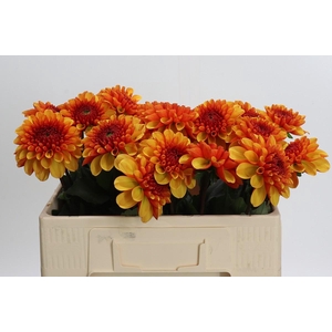 Dahlia American Sunset