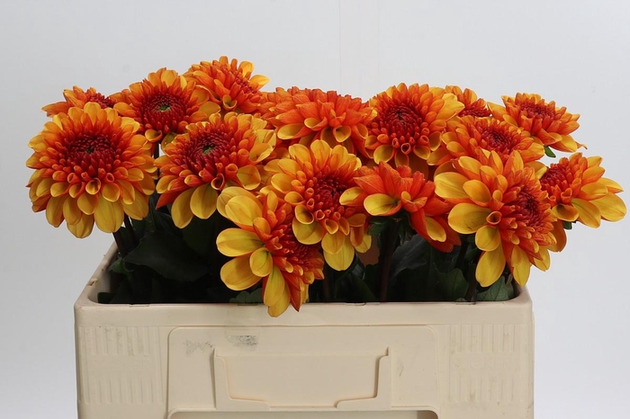 <h4>Dahlia American Sunset</h4>