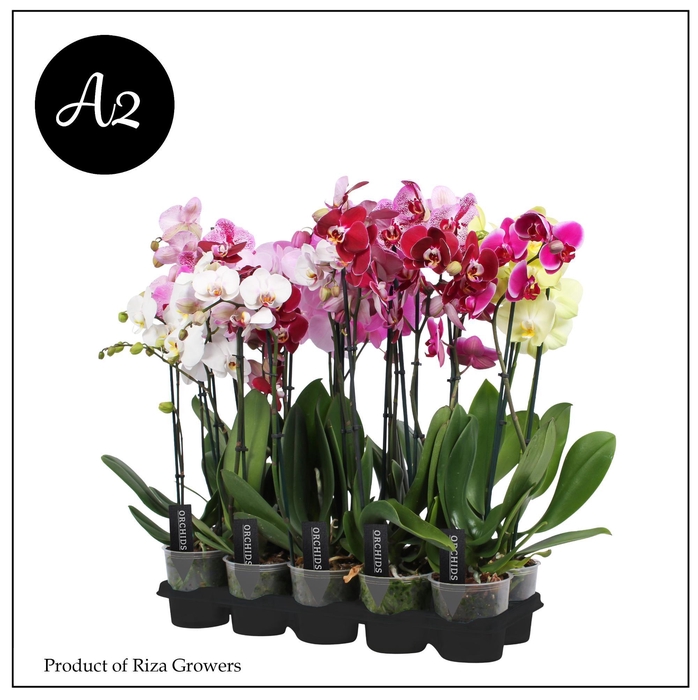 <h4>Phalaenopsis A2 Mix 2+ spike – 12cm</h4>