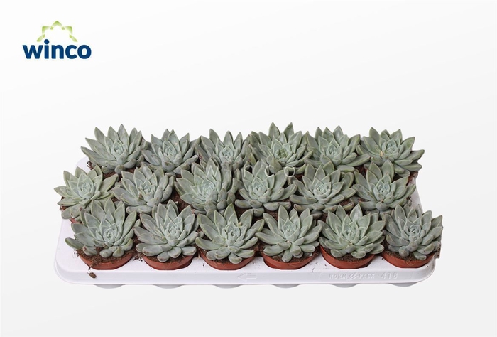 <h4>Echeveria Tolimanensis Hybride (grey)</h4>