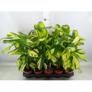 Ctenanthe pilosa 'Mosaic'