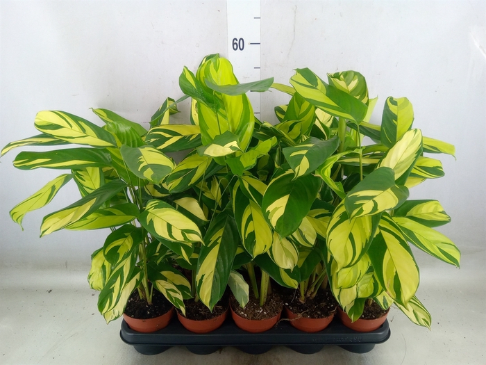<h4>Ctenanthe pilosa 'Mosaic'</h4>