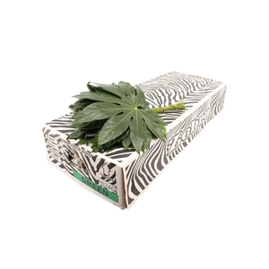 Aralia 35