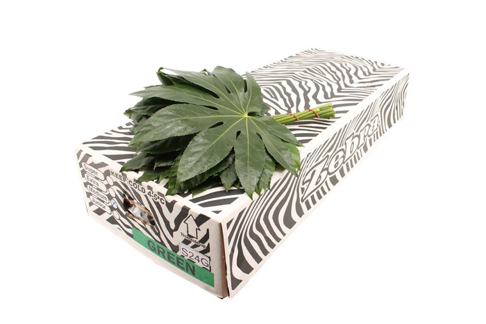 <h4>Aralia 35cm</h4>