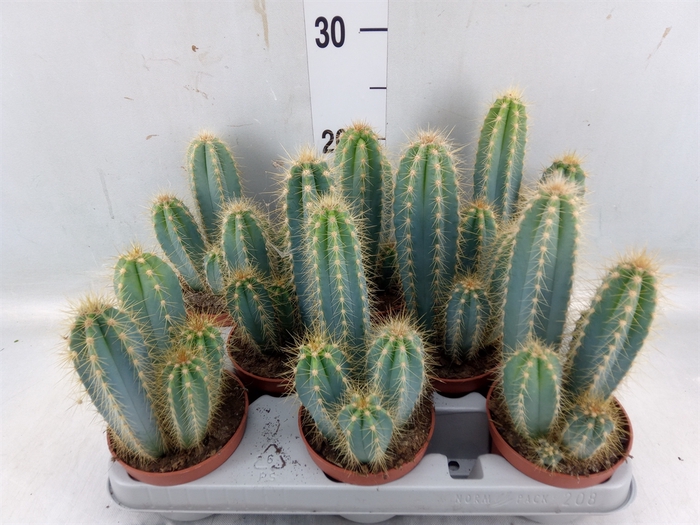 <h4>Pilosocereus pachycladus</h4>