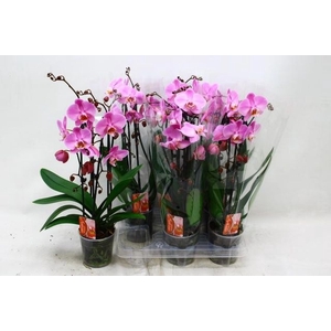 PHAL CASCADE ROSA 2 TAK