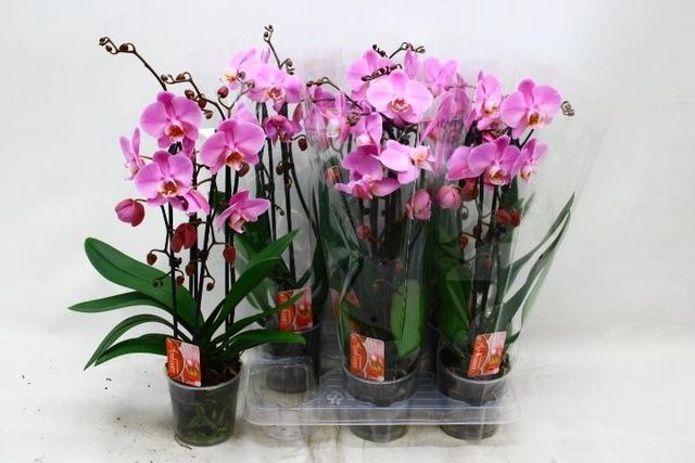 <h4>PHAL CASCADE ROSA 2 TAK</h4>