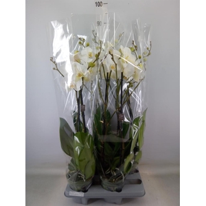 Phalaenopsis   ...white