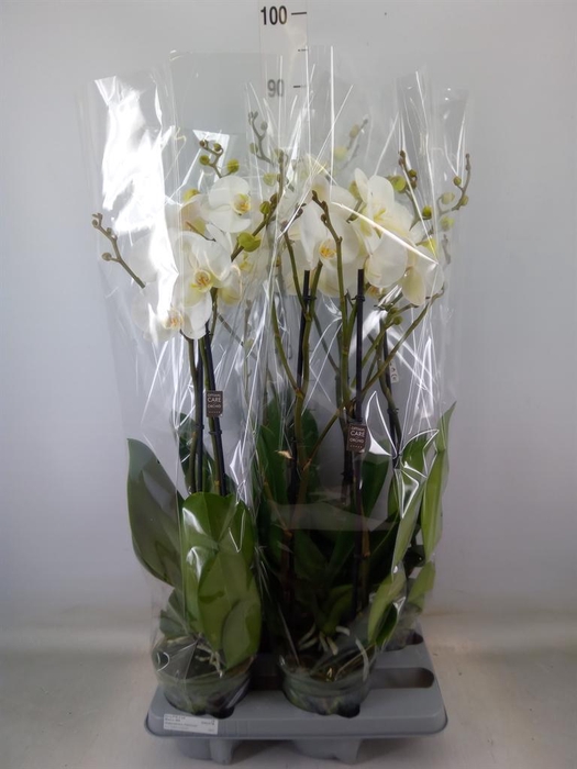 <h4>Phalaenopsis   ...white</h4>