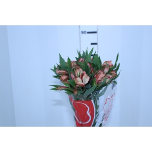 ALSTROEMERIA MILOS 080 CM