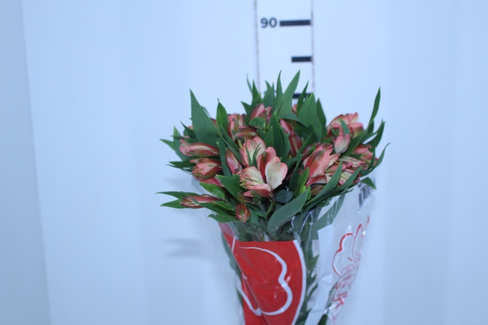 ALSTROEMERIA MILOS 080 CM