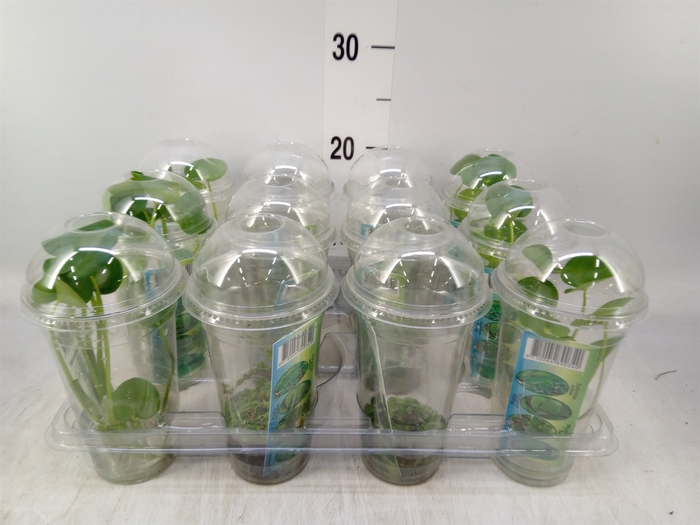 <h4>Waterplanten   ...mix</h4>