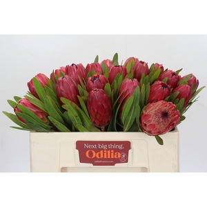 Protea Red Ice