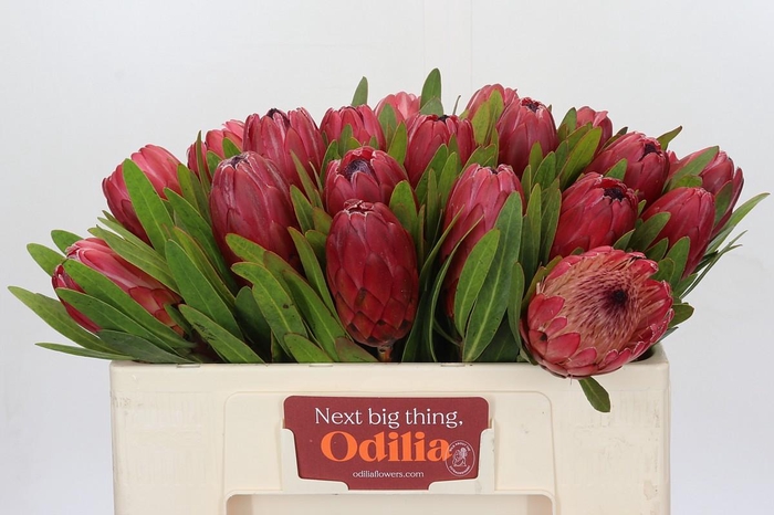 <h4>Protea Red Ice</h4>