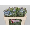 Oxypetalum Tweedia Blue