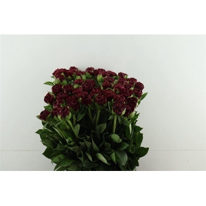 Paeo Old Faithful 55cm