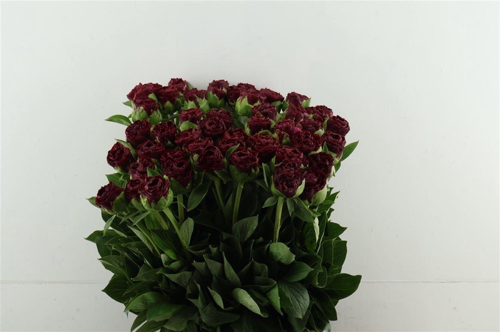 <h4>Paeo Old Faithful 55cm</h4>