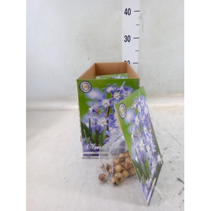 Flowerbulbs, corns or tubers   ...