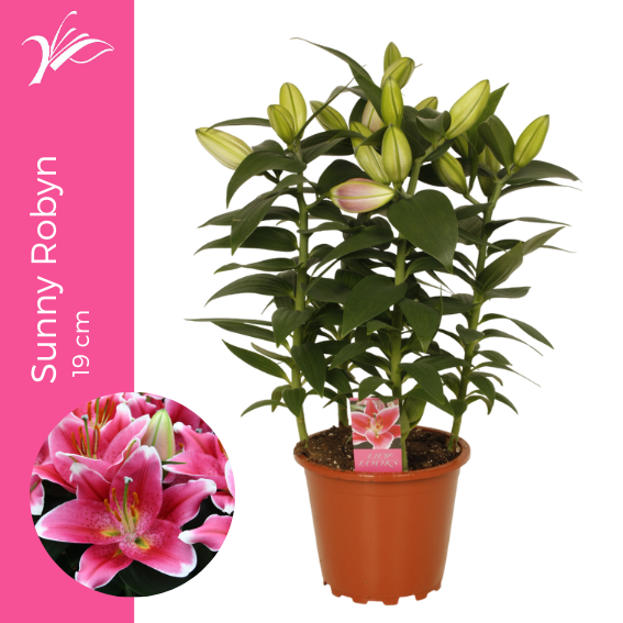 <h4>Lilium Sunny Robyn 19 cm (or. lelie)</h4>