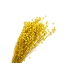 Lino Vlas Yellow
