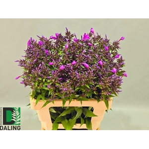 PHLOX PANICULATA OV