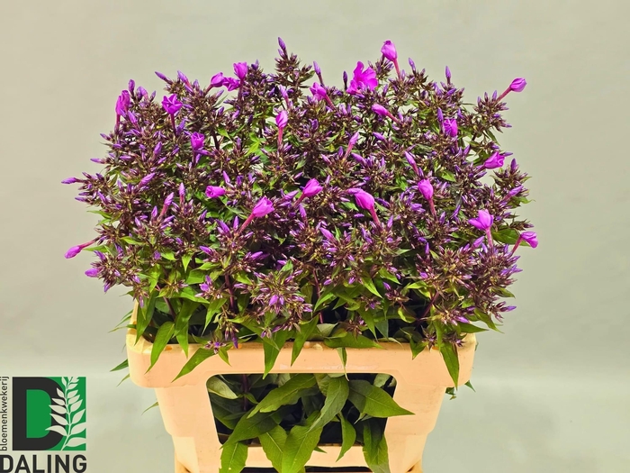 <h4>PHLOX PANICULATA OV</h4>