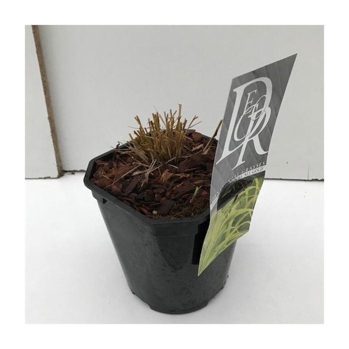 <h4>Hakonechloa macra 'Allgold'</h4>