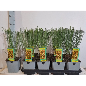 Cytisus Andreanus