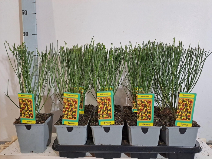 <h4>Cytisus Andreanus</h4>