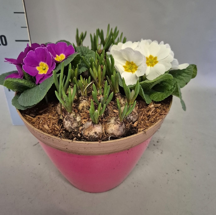 <h4>Arr 21 Primula/Muscari</h4>